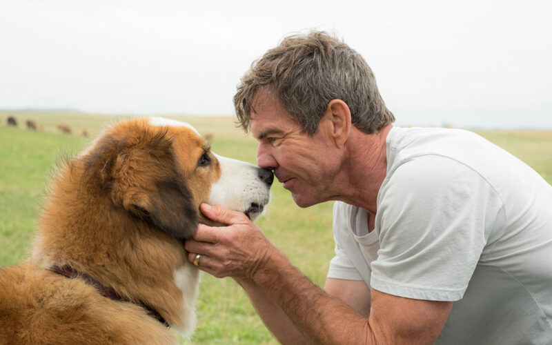 A Dog's Purpose (2017) by The Critical Movie Critics