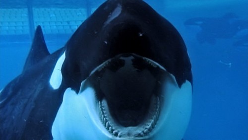 Movie Review:  Blackfish (2013)