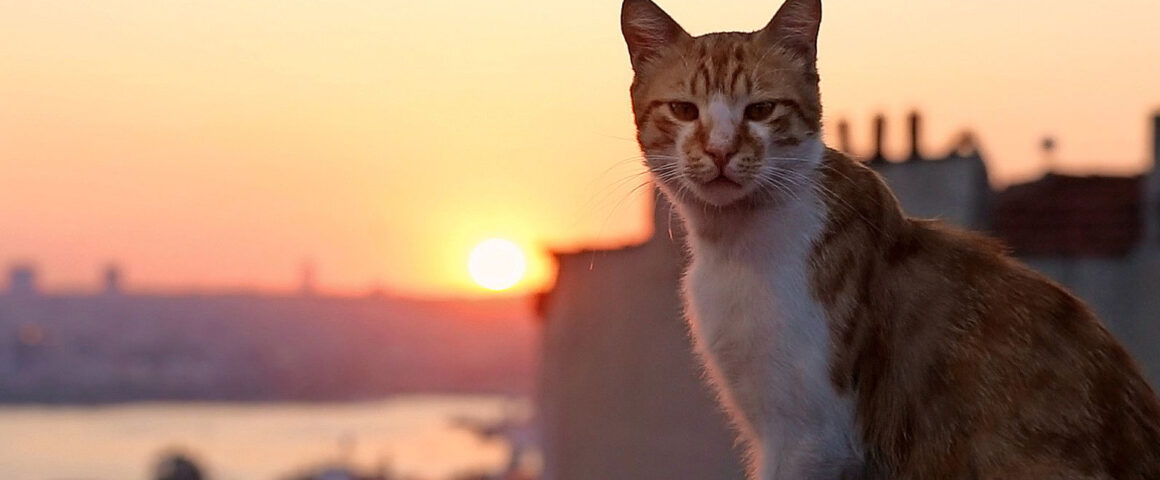 Kedi (2016) by The Critical Movie Critics