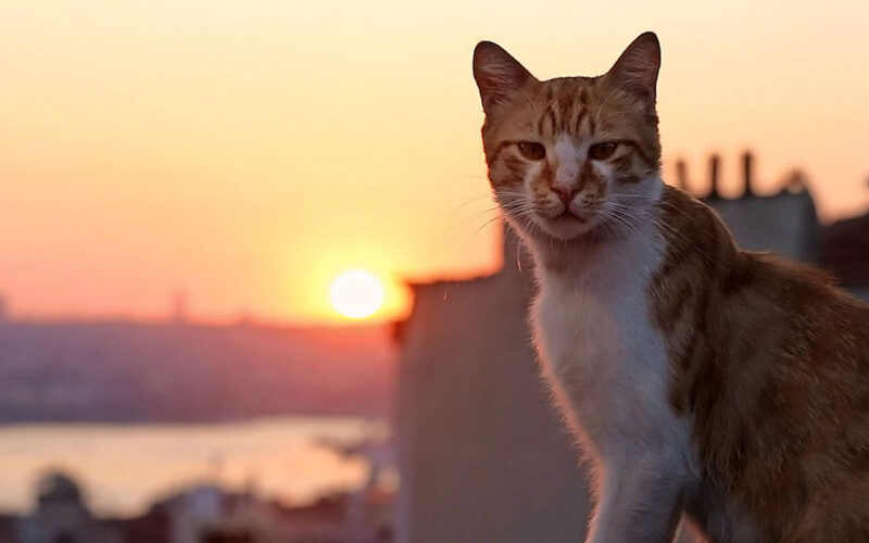 Kedi (2016) by The Critical Movie Critics