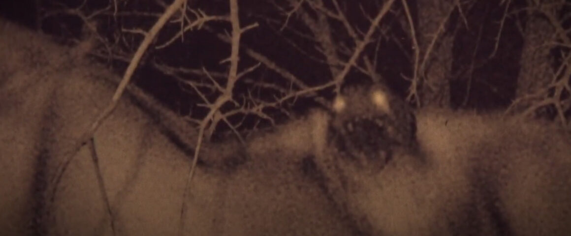 The Mothman Legacy (2020) by The Critical Movie Critics