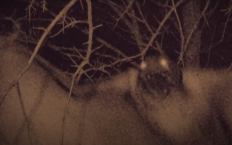 The Mothman Legacy (2020) by The Critical Movie Critics