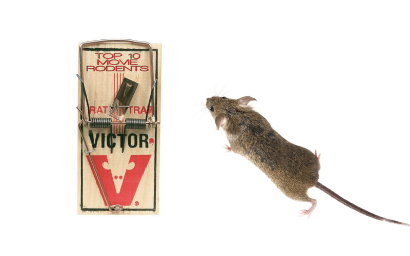 Top 10 Movie Rodents by The Critical Movie Critics